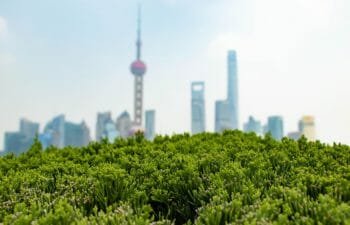 A photo of the tops of trees in Central Park with the NYC skyline in the back