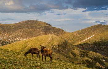 Rocky Mountains with Wildlife