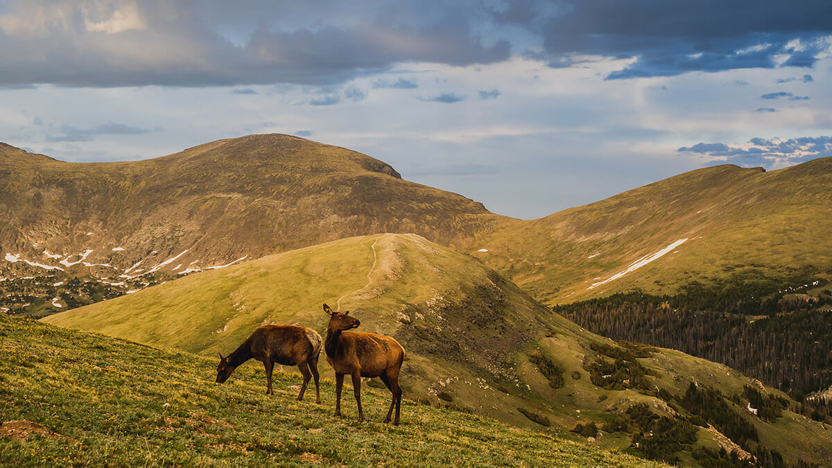 Rocky Mountains with Wildlife