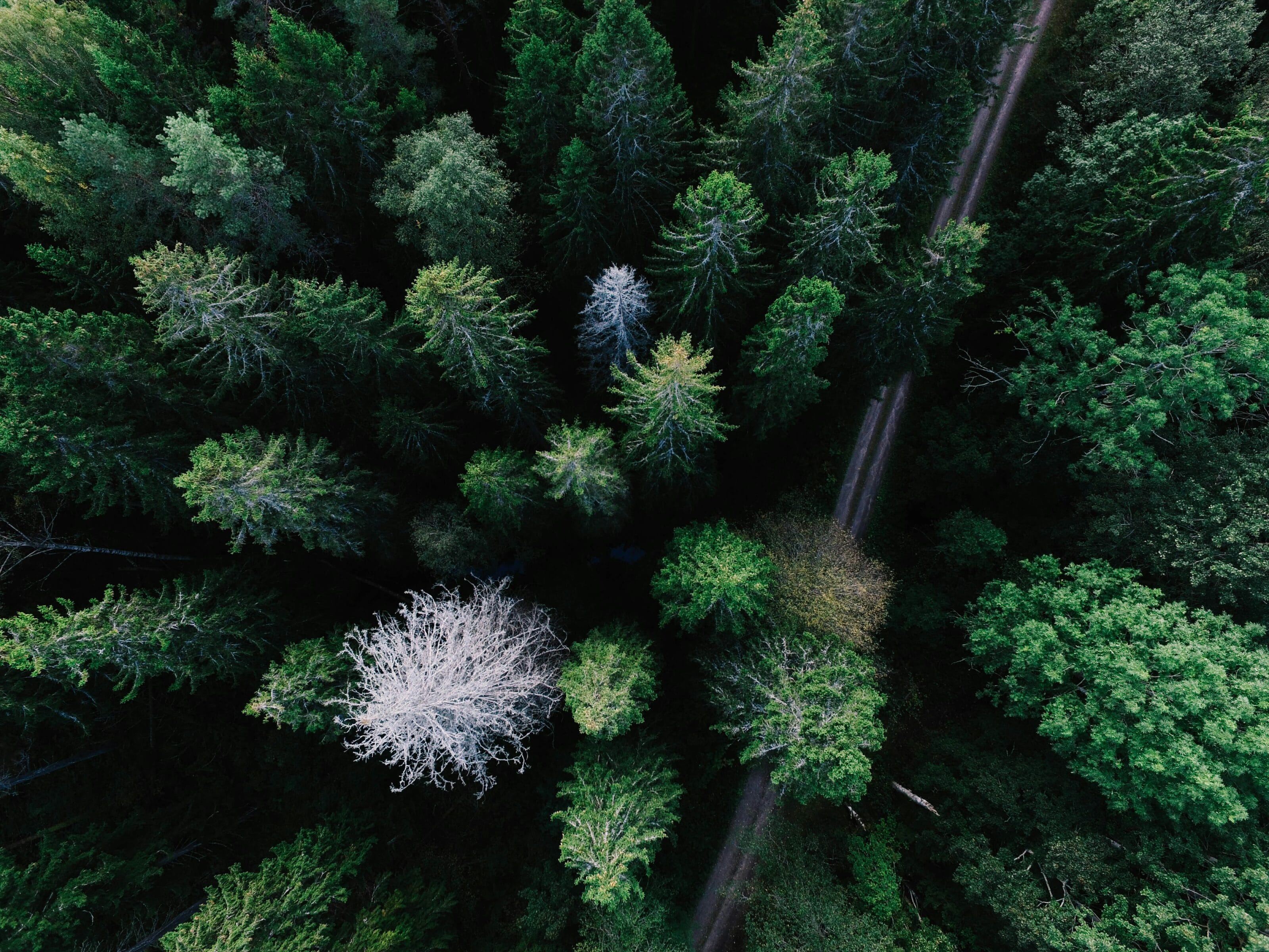 An aerial view of a forest of green trees, with one prominent white tree, and a dirt road running through the forest.